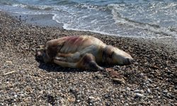 Deniz kaplumbağası ölüsü sahile vurdu