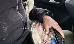 Göç yolundaki leylek tüfekle vuruldu