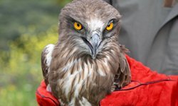 Hatay tedavi edilen 10 yabani kuş özgürlüğüne kavuştu