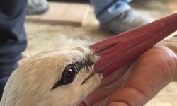 Hatay'da 2 ayda göç yolundaki 53 leylek vuruldu