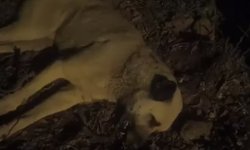 Hatay'da 5 günde 25 köpek zehirlenerek öldü