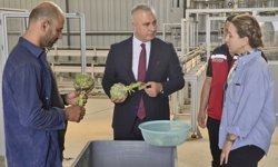 Hatay'da enginar hasadı geç başladı, 250 bin enginar elde edilmesi hedefleniyor