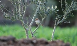 Hatay'da ilk kez Türkistan örümcekkuşu görüldü