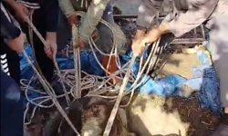 Hatay'da kuyuya düşen buzağı kurtarıldı