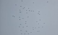 Hatay'da leylek göçü devam ediyor