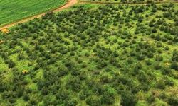 Hatay'da yeşil vatan koruma altında