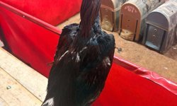 Horoz dövüşüne jandarma baskını