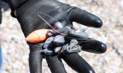 Konyaaltı Sahili'nde deniz dibi ve kıyı temizliği