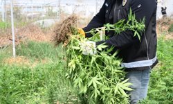 Mersin'de binlerce kök kenevir ele geçirildi