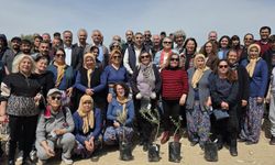 Mut'ta kadim zeytin fidanları toprakla buluştu