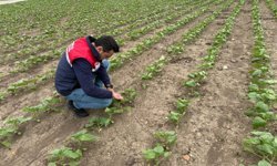 Osmaniye'de kuvvetli yağış sonrası çiftçilere teknik destek