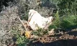 Şarampole devrilen kamyonun şoförü öldü