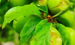 Silifke'de dolu erik ağaçlarına zarar verdi