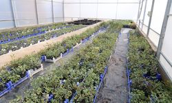 Üreticiye 5 bin keçiboynuzu fidanı dağıtılacak