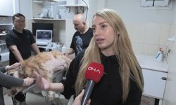 Yapay zeka destekli ultrason cihazıyla hayvan hastalıklarında erken teşhis