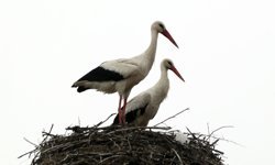 Yarıköy'ün misafirleri geldi