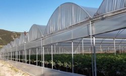 Yayladağı çileği serada 12 ay boyunca üretilebilecek