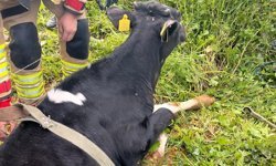 Yayladağı'nda gölete düşen inek kurtarıldı