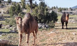 Yörüklerin yayla göçü başladı