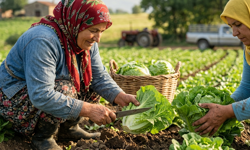 Mersin’de 4 TL’ye Çıkan Marul Raflarda 119,50 TL Oldu: Fiyat Farkı Tepki Çekti