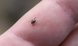 Tokat’ta KKKA Sonrası Acı Kayıp: Uzmandan Kene Uyarısı “Elle Çıkarmak En Büyük Risk, Virüs Sessizce Yayılabilir”