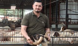 Antalya'da kurbanlık satışında hareketlilik