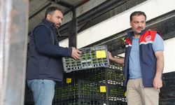 Bahçe'de 510 bin sebze fidesi çiftçilere dağıtıldı