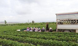 Çilek tarlasında kadınlara psikolojik destek