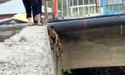 Feke'de ırmağa düşen köpek kurtarıldı