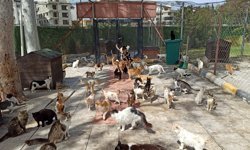 HBB Kedi Bakım ve Rehabilitasyon Merkezi bakıma muhtaç kedilere umut oldu