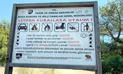 Kaplumbağaların yuvalama alanı sahillere gece girmenin cezası 699 bin TL