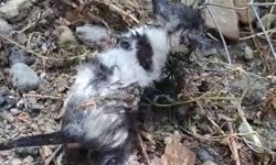 Kiler yangınında mahsur kalan kedi ve 3 yavrusu kurtarıldı