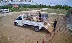 Koçun saldırısına uğrayan besici kamyonetten düştü