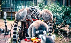 Lemur ailesinin yeni üyesi Zabumafu oldu