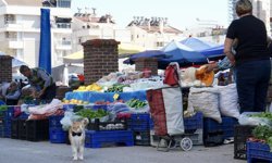 Papyonlu kedi 'Foça', emekli çiftin hayatını değiştirdi