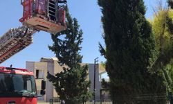 Ağaçta mahsur kalan kediyi itfaiye kurtardı