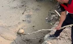 Çamura saplanan kaplumbağayı itfaiye eri kurtardı