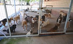 Can dostlara tedavi ve rehabilitasyon