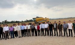 Düziçi'nde buğday hasadı başladı