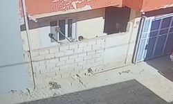 Evde yılan paniği