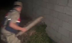 Hatay'da 148 kök Hint keneviri ele geçirildi