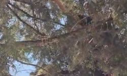 İtfaiye kumruyu kurtardı, öğrenciler alkışladı