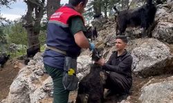 Kadirli'de küçükbaş hayvanlar aşılanıyor