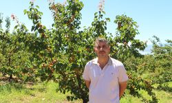 Kayısı rekoltesi üreticinin yüzünü güldürdü