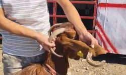 Kulağında boynuz çıkan keçi görenleri şaşırttı