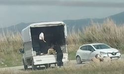 Kuşların doğal alanına kamyonetle çok sayıda köpek bıraktılar