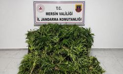 Mersin'de yasadışı kenevir operasyonu