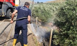 Reyhanlı'da zeytinlik yangını