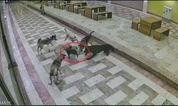 Sahipsiz köpeklerin saldırdığı kedi öldü