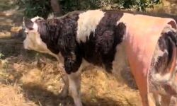 Su kuyusuna düşen buzağıyı itfaiye kurtardı